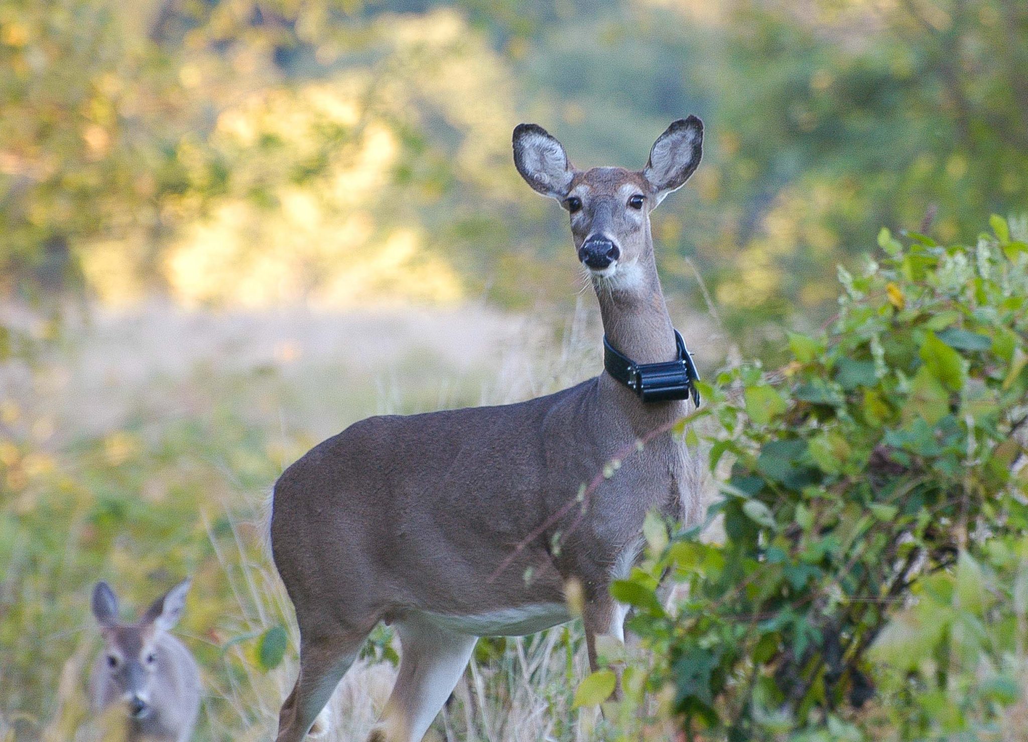 Deer Movement and Behavior Pennypack Ecological Restoration