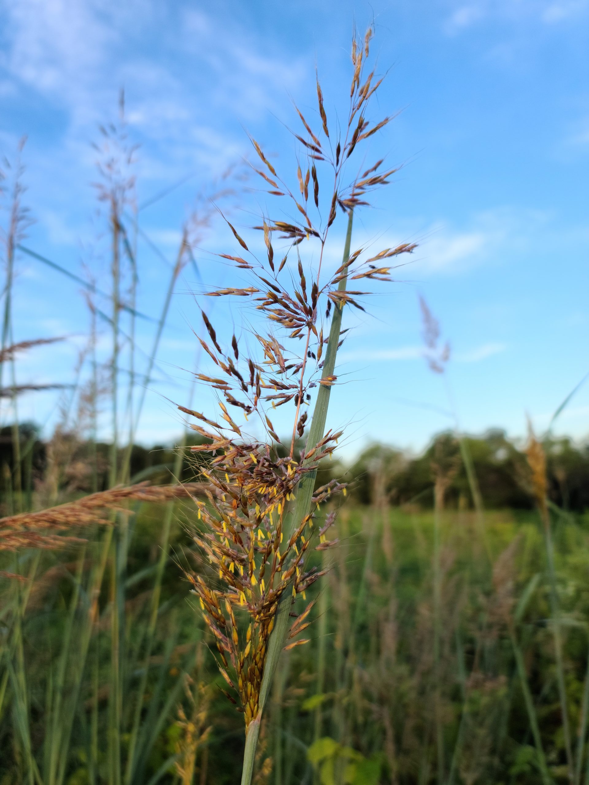 Examples Of Warm Season Grasses