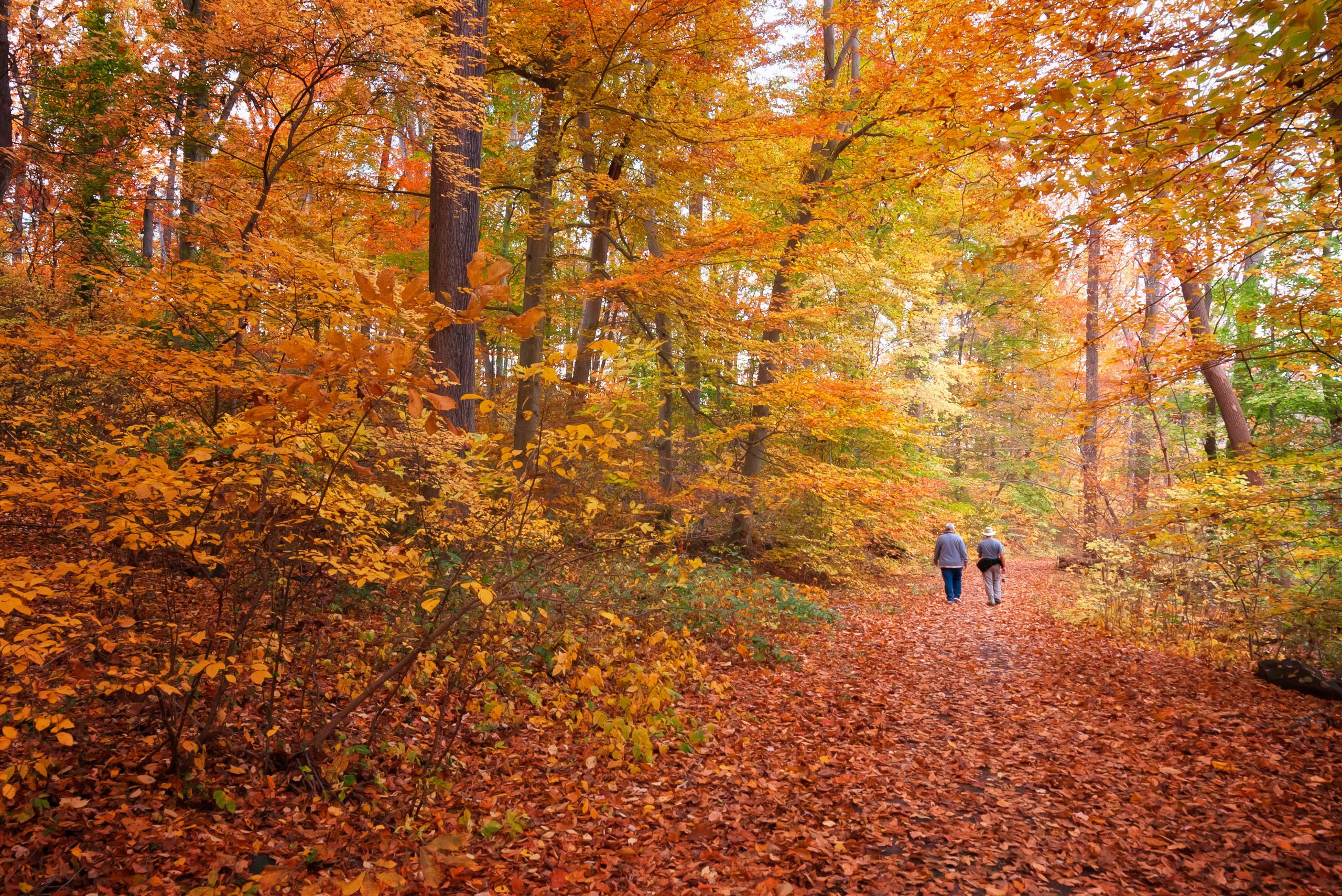 Fall Foliage Walk - Pennypack Ecological Restoration TrustPennypack ...